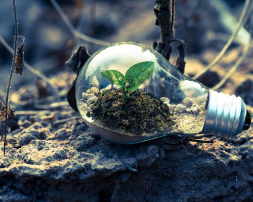 A small plant sprouts in soil inside a light bulb, symbolizing eco-friendly and sustainable growth.